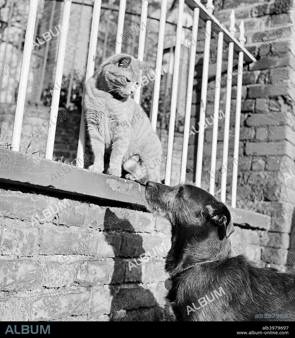 Cat and dog, late 1950s or early 1960s. A cat sitting next to railings on a wall, looks down at a dog which looks back up at the cat.