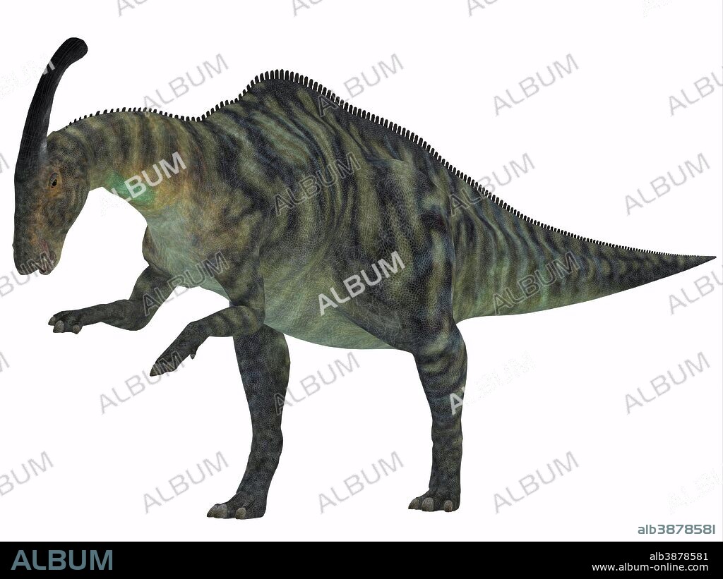Parasaurolophus was a herbivorous hadrasaur that lived during the Cretaceous Period and was bipedal and a quadruped.
