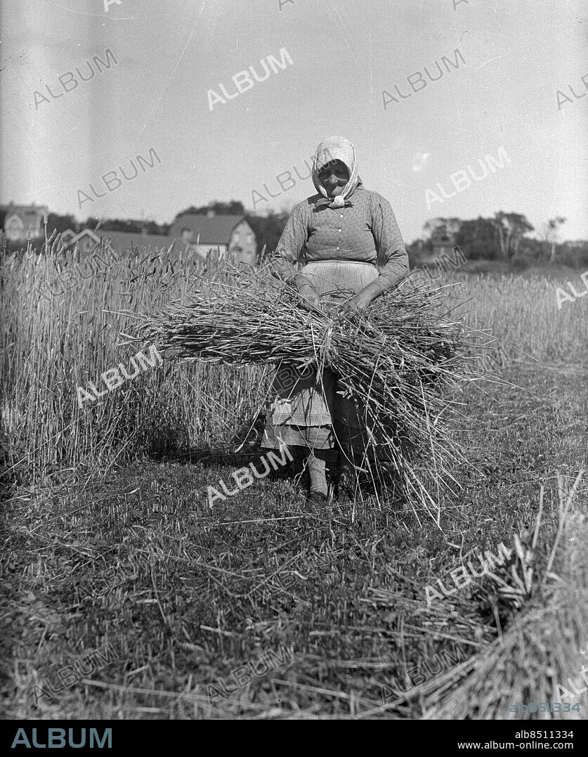 GÖTEBORG 1937-08-09.. Skördetid - en gammal gumma plockar vass. *** Local Caption *** GT Låda 1937-augusti-03 Foto: Kamerareportage / TT / Kod: 2524.