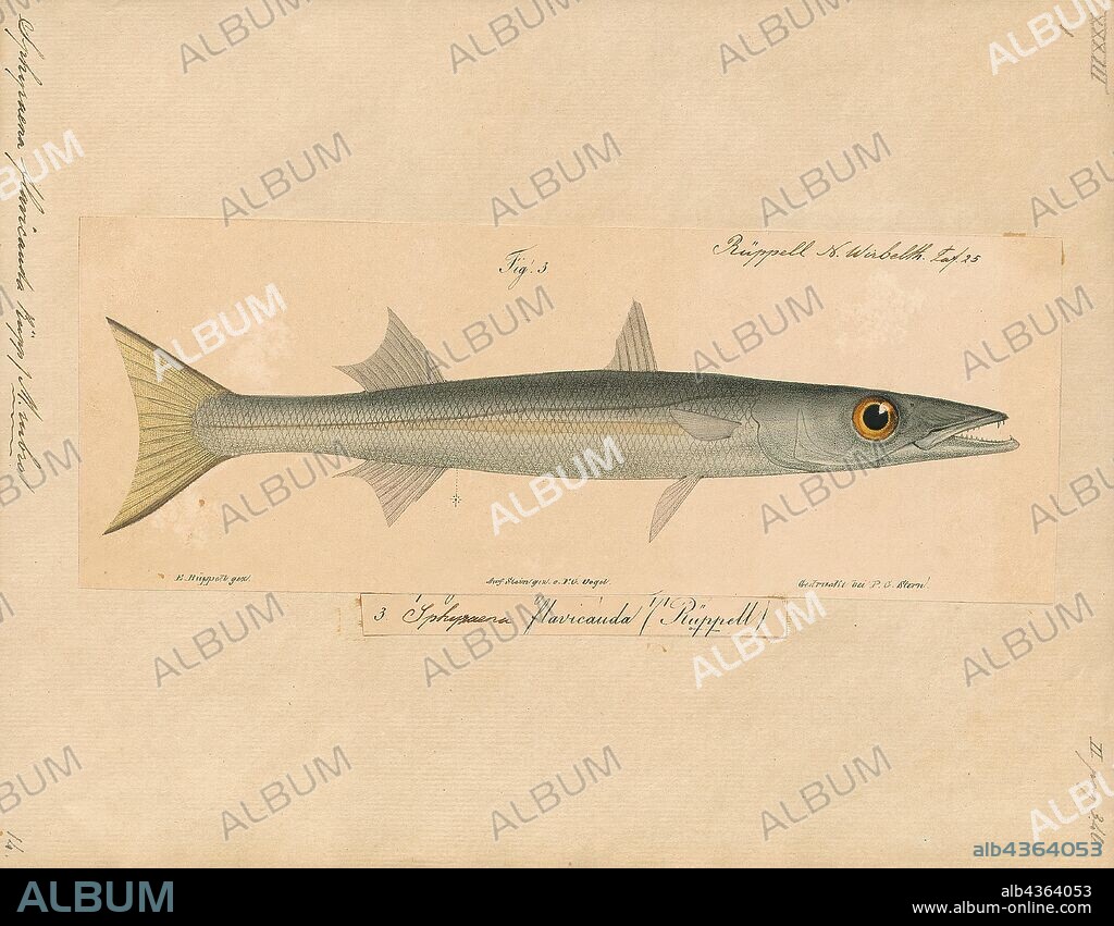 Sphyraena flavicauda, Print, The yellowtail barracuda (Sphyraena flavicauda) is one of the smaller species of barracuda of the family Sphyraenidae, which occurs in Indo-West Pacific oceans, it has also invaded the Mediterranean through the Suez Canal from the Red Sea, making it one of the Lessepsian migrants., 1700-1880.