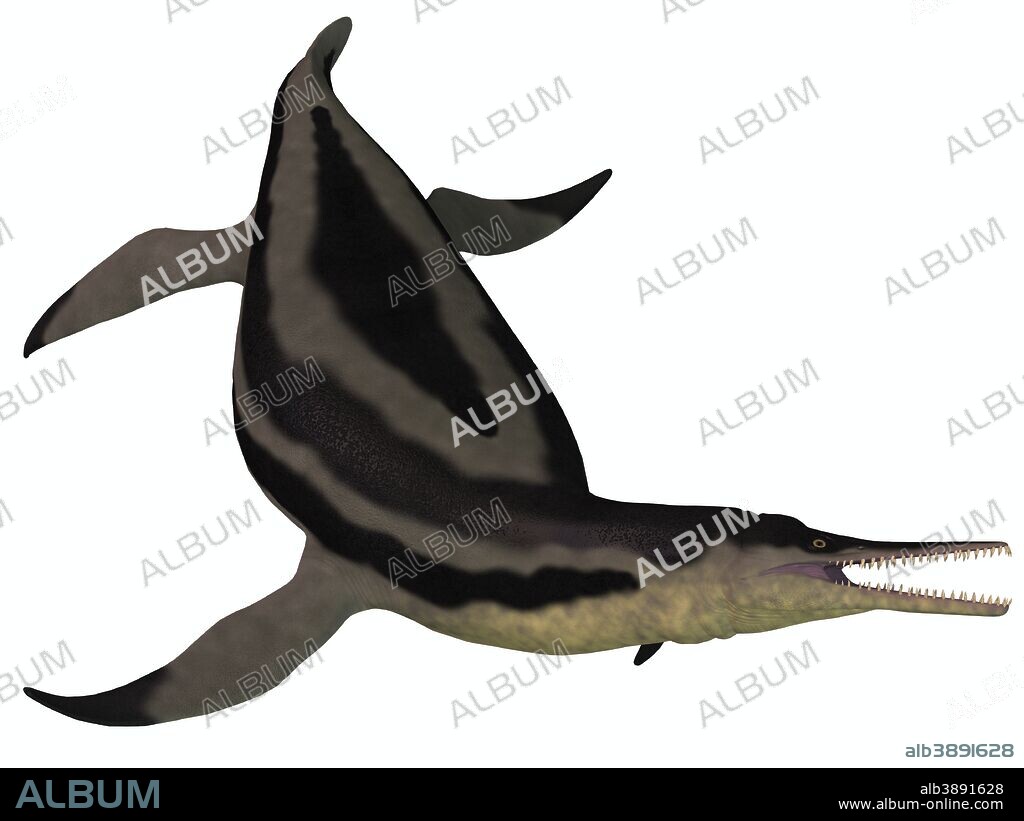 Dolichorhynchops is an extinct genus of short-neck Plesiosaur from the Cretaceous Period and lived in the oceans of North America.