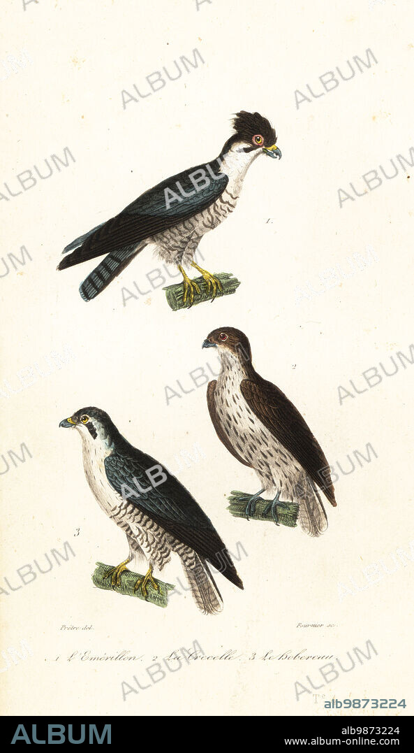 Merlin, Falco columbarius aesalon 1, kestrel, Falco tinnunculus 2, and Eurasian hobby, Falco subbuteo 3. L'emerillon, Falco aesalon, Le crecerelle, Le Hobereau. Handcoloured engraving by Fournier after an illustration by Jean-Gabriel Pretre from Achille Richard's Oeuvres Completes de Buffon, Pourrat Freres, Paris, 1839.