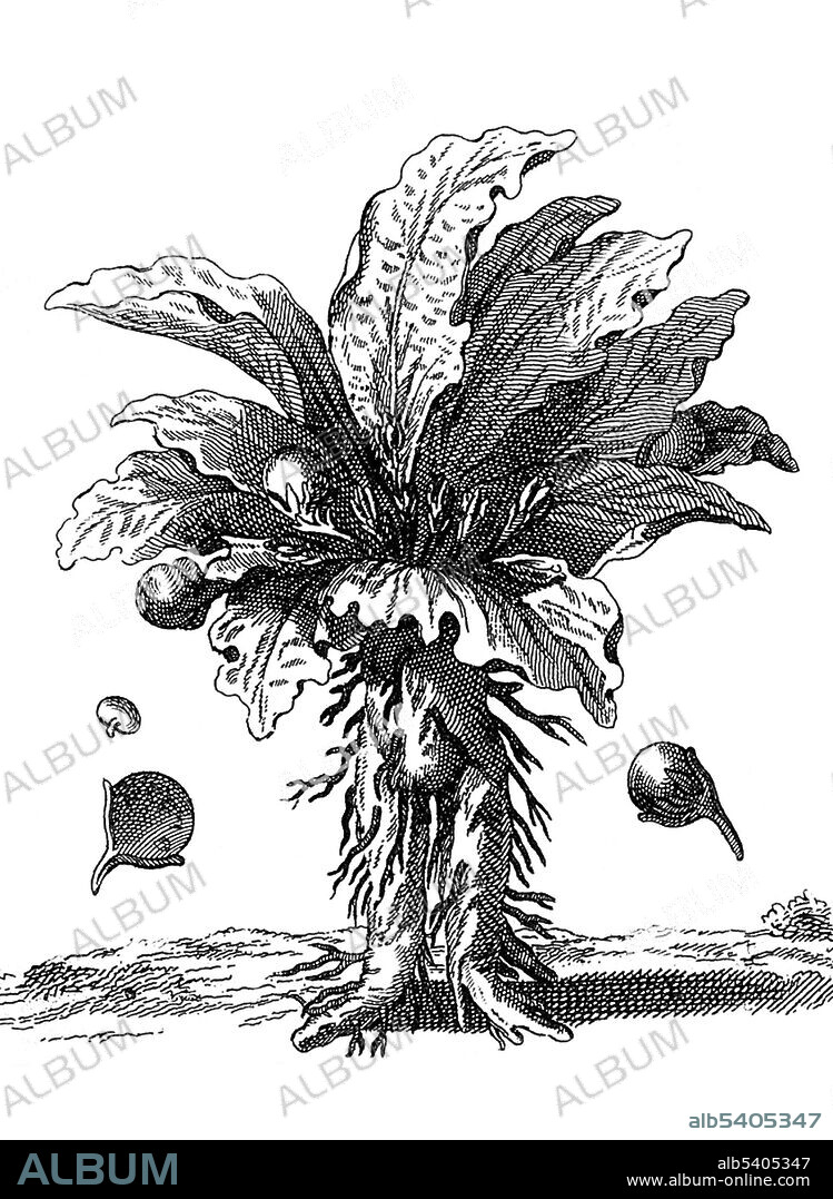 Mandrake plant (Mandragora officinarum). Mandrake is the common name for members of the plant genus Mandragora, particularly the species Mandragora officinarum, belonging to the nightshades family (Solanaceae). The roots sometimes resemble human figures and their roots have long been used in magic rituals. According to the legend, when the root is dug up it screams and kills all who hear it. Literature includes complex directions for harvesting a mandrake root in relative safety. It was a common folklore that mandrake would only grow where the semen of a hanged man had dripped on to the ground. All parts of the mandrake plant are poisonous. Uses in witchcraft and magic include: baneful work, saturn herb, divination and prosperity spells. No artist credited, undated.