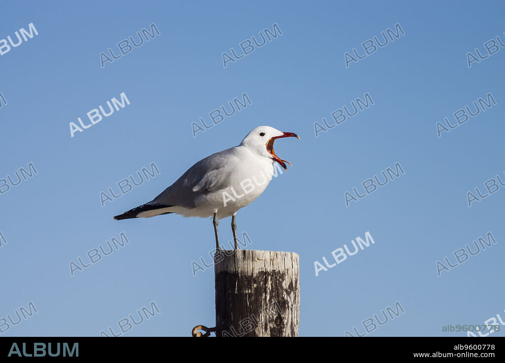 gaviota de Audouin   ( Ichthyaetus audouinii), ave Charadriiforme de la familia Laridae, autóctona del Mediterráneo, playa de Sa Rapita, Campos del Puerto, Migjorn, Mallorca, Balearic Islands, Spain, Europe.