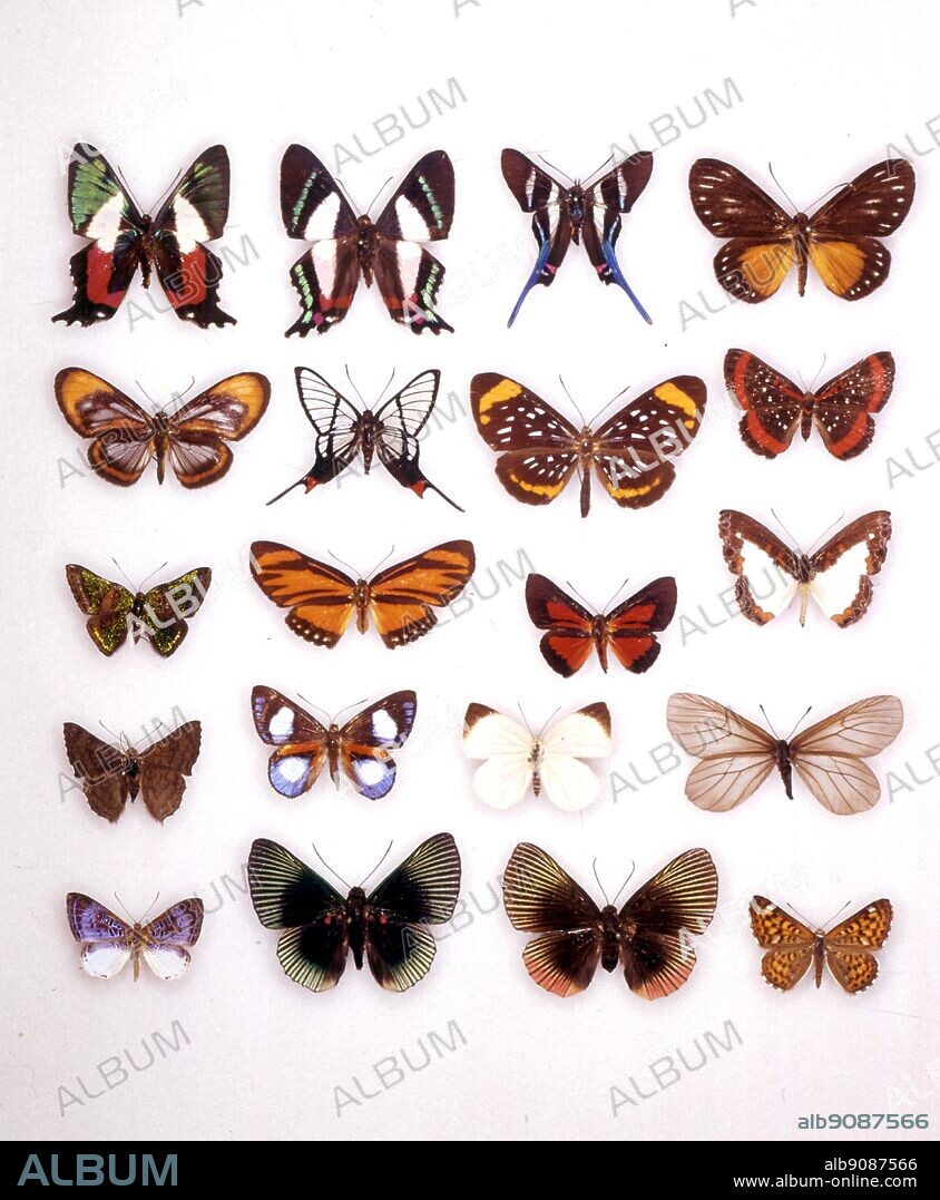 Butterflies/moths - (left to right) Ancycluris formosissima (underneath), Ancycluris formosissima, Rhetus arcius, Ithomeis eulema, Ithomeis corena, Chorinea faunus, Stalachtis euterpe, Amarynthis meneria, Caria mantinea, Esthemopsis thyatira (female), Esthemopsis thyatira (male), Nymphidium onaeum, Lasaia sessilis, Polystichtis siaka, Theope pieridoides, Styx infernalis, Echenais alector, Lyropteryx apollonia (male), Lyropteryx apollonia (female), Apodemia nais.