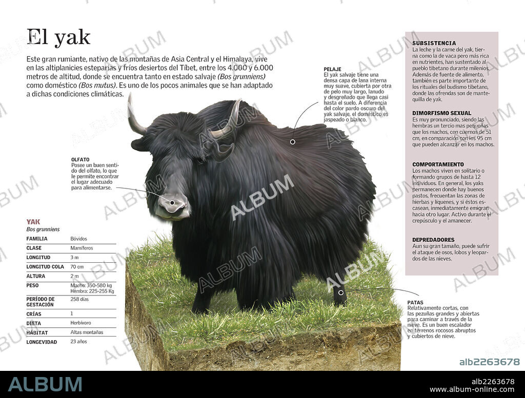 El yak. Infografía sobre la morfología del yak (Bos grunniens), uno de los pocos animales que se han adaptado a las duras condiciones climáticas de los fríos desiertos del Tíbet.