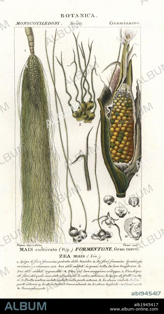 Maize, Zea mays. Handcoloured copperplate stipple engraving from Antoine Jussieu's "Dictionary of Natural Science," Florence, Italy, 1837. Illustration by Turpin, engraved by Corsi, directed by Pierre Jean-Francois Turpin, and published by Batelli e Figli. Turpin (1775-1840) is considered one of the greatest French botanical illustrators of the 19th century.
