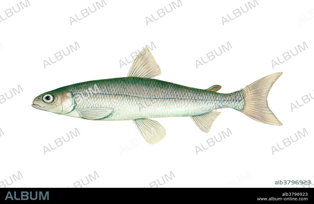 Rainbow Smelt (Osmerus mordax) illustration.