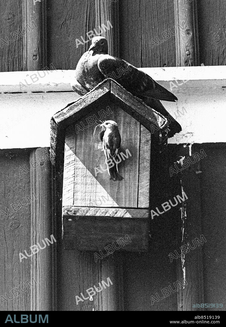 KARLSKOGA 1972-06-30.. Reportage inför SKA ARBETARKULTUREN FINNAS KVAR?. TV-program om arbetarbostäder i Bofors.. Sänt första gången 1972-07-17.. Här ses två fåglar vid en fågelholk.. Foto: Bertil S-son Åberg / RiR / SVT / Kod: 5600. Bild och reportage publ. i RiR 30/72 sid. 14-15.. RiR 20566 sv/v neg   . Fågelholkar.