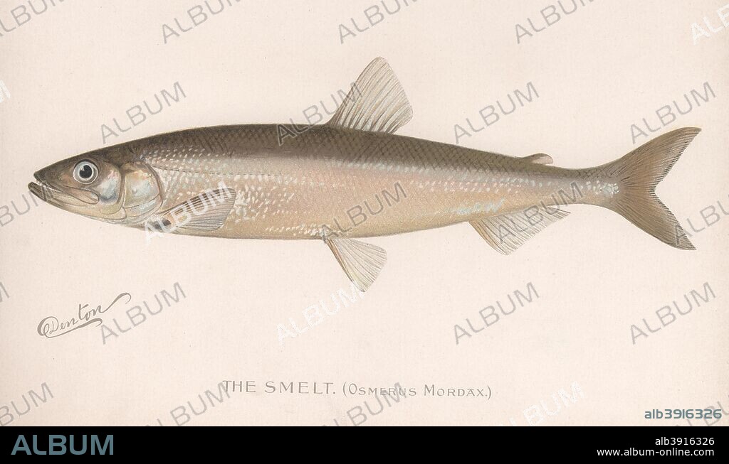 The Smeet (Osmerus Mordax.), Sherman Foote Denton (1856-1937), c.1920s.