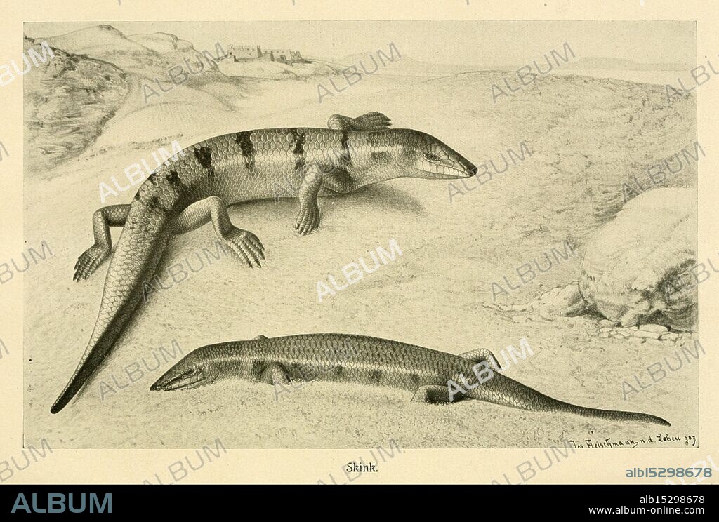 Brehms Tierleben Leipzig, Bibliographisches Institut, 1911-19, zoology, animal behavior., The scene depicts two skinks, elongated and slender lizards characterized by their smooth bodies and short limbs. One skink is positioned prominently in the foreground, while the other is slightly behind, showcasing their distinct patterns of stripes and spots. The background features a sandy terrain that resembles a natural habitat, evoking a sense of their environment. These reptiles are well-known for their burrowing habits and are often found in warm, dry regions, contributing to the biodiversity of their ecosystems.