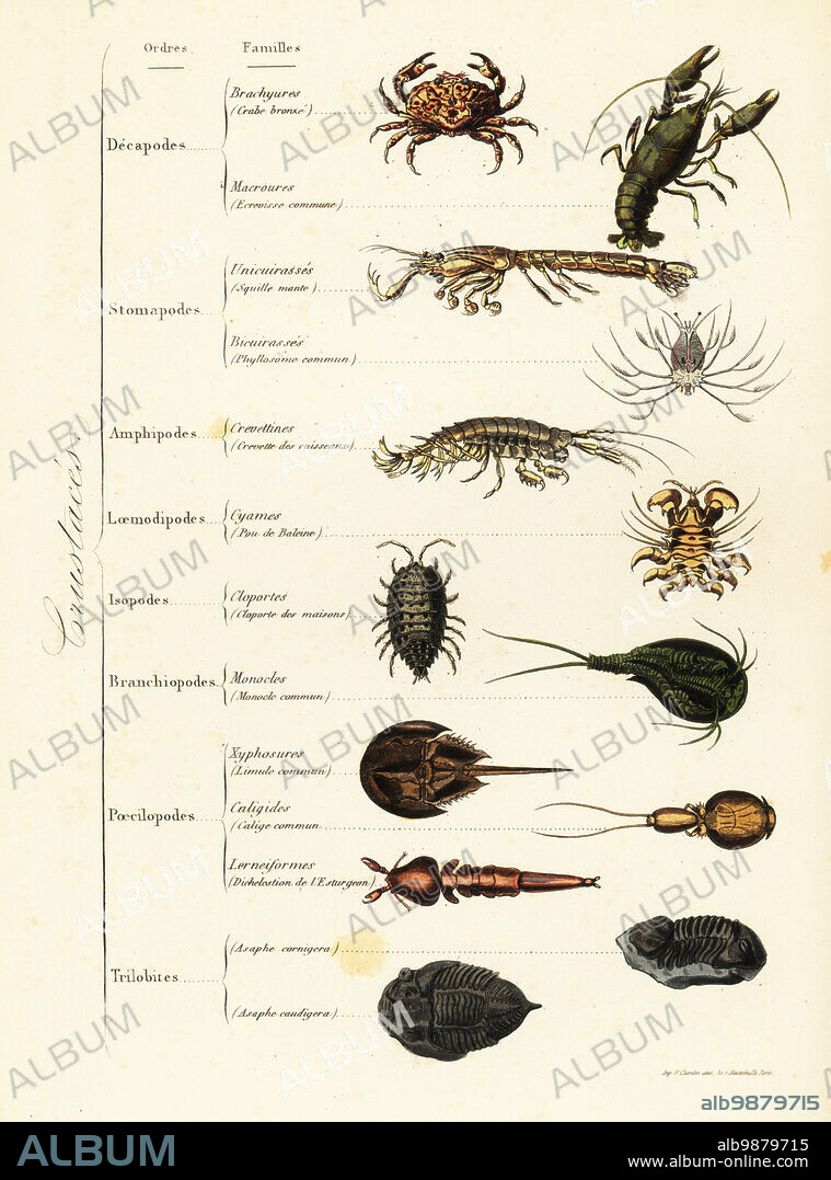 Orders of marine and terrestrial crustaceans. Floral egg crab, Atergatis floridus, European crayfish, Astacus astacus, mantis shrimp, Squilla mantis, freshwater shrimp, Atyaephyra desmaresti pill woodlouse, Armadillidium vulgare, fish louse, Argulus foliaceus, horseshoe crab, Limulus polyphemus, etc. Brachyures, crabe bronze, Macroures, ecrevisse commune, Unicuirasses, Squille mante, Bicuirasses, Phyllosome commun, Crevettines, Crevette des ruisseaux, Cyames, Poe de baleine, Cloporte des maisons, Monocle commun, Limule commun, Calige commun, Dichelestion de lEsturgeon, Asaphe cornigera, Asaphe caudigera. Handcoloured steel engraving printed by F. Chardon from Achille Comtes Musee dHistoire Naturelle, Museum of Natural History, Gustave Hazard, Paris, 1854.