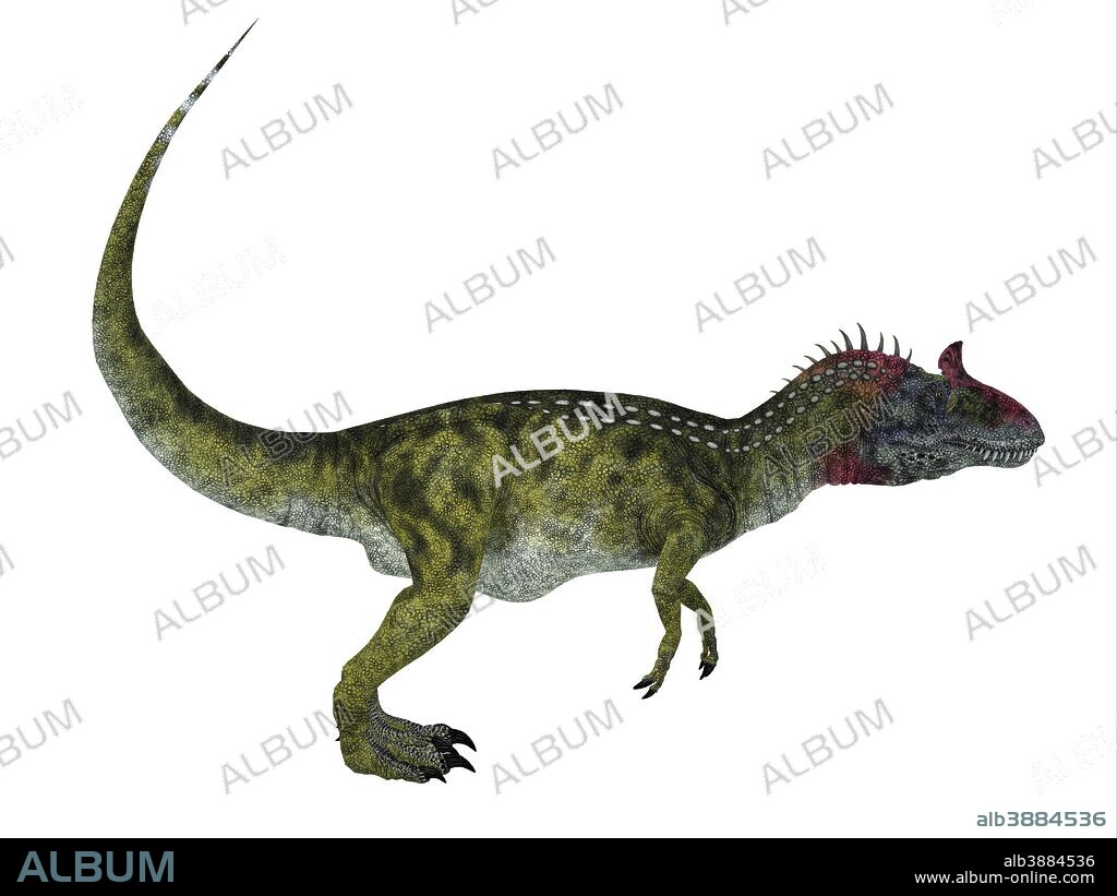 Cryolophosaurus dinosaur, white background. Cryolophosaurus was a theropod dinosaur that lived in Antarctica during the Jurassic Period.