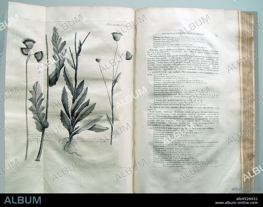 Thistle soft spiny leaves by gently biting the long shaft a few flowers ..., Illustration of a thistle species from the 18th century, signed: C.J. Rollinus, M.C. delin, Sculpsite C. F. Fitzsch filius Acad., Gött, Sculptor, Tab. XVIII, Pag., 477, Rollinus, C. J. (del.); Fitsch, F. (sculp.), 1742, Albrecht von Haller: [...] Enumeratio methodica stirpium Helvetiae indigenarum. Tomus II. Gottingae: ex Officina Academica Abrami Vandenhoek, [1742].