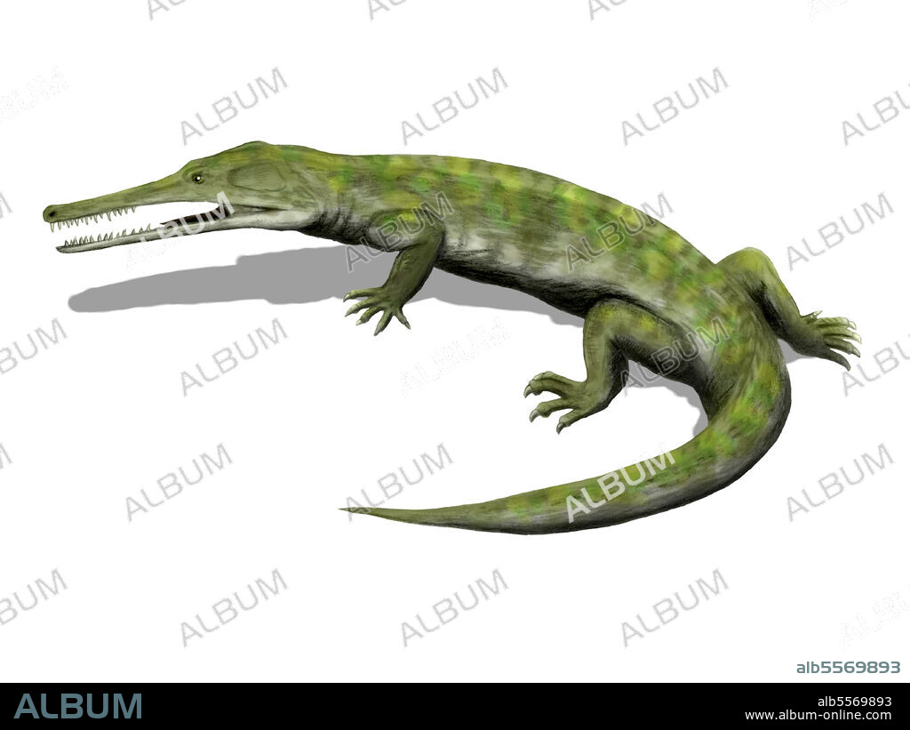Champsosaurus natator, Choristodera, Late Cretaceous of Canada.