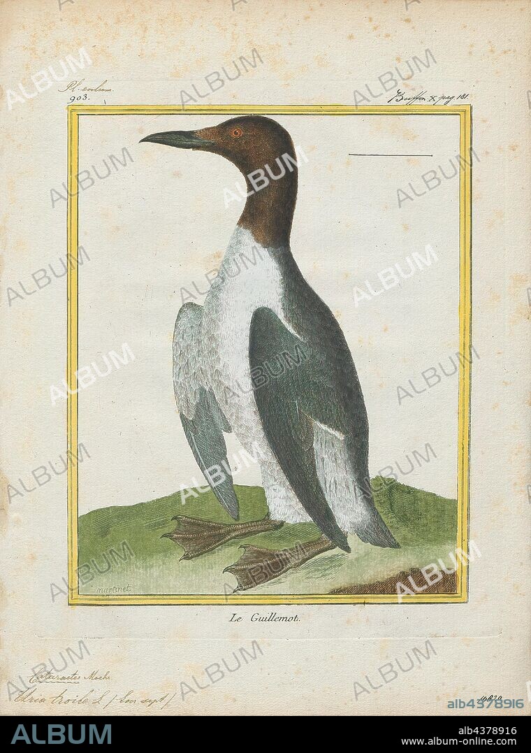 Uria troile, Print, Uria is a genus of seabirds in the auk family known in Britain as guillemots, in most of North America as murres, and in Newfoundland and Labrador as turr. These are medium-sized birds with mainly brown or black plumage in the breeding season. They breed on the coasts of the northern Atlantic and Pacific Oceans., 1700-1880.
