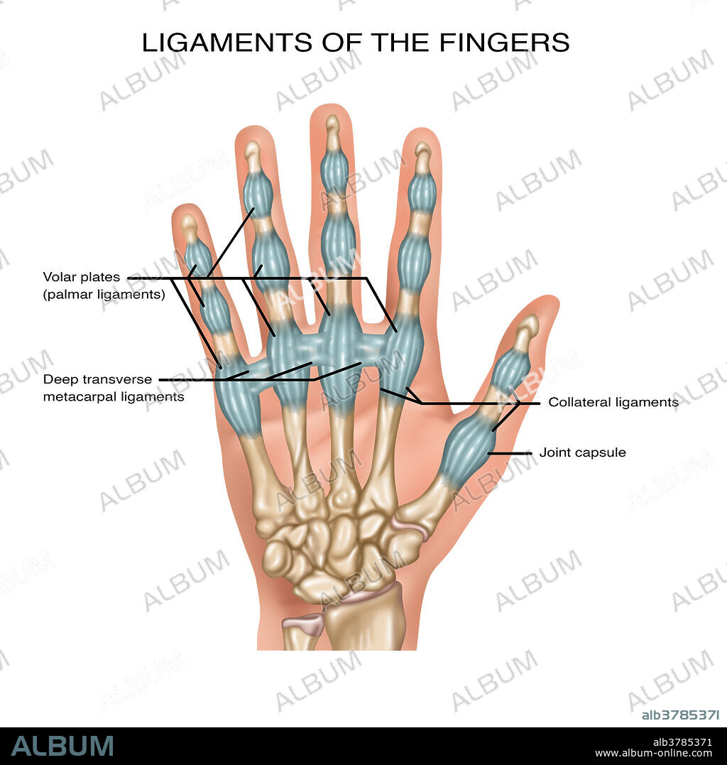 Finger Ligaments, Illustration