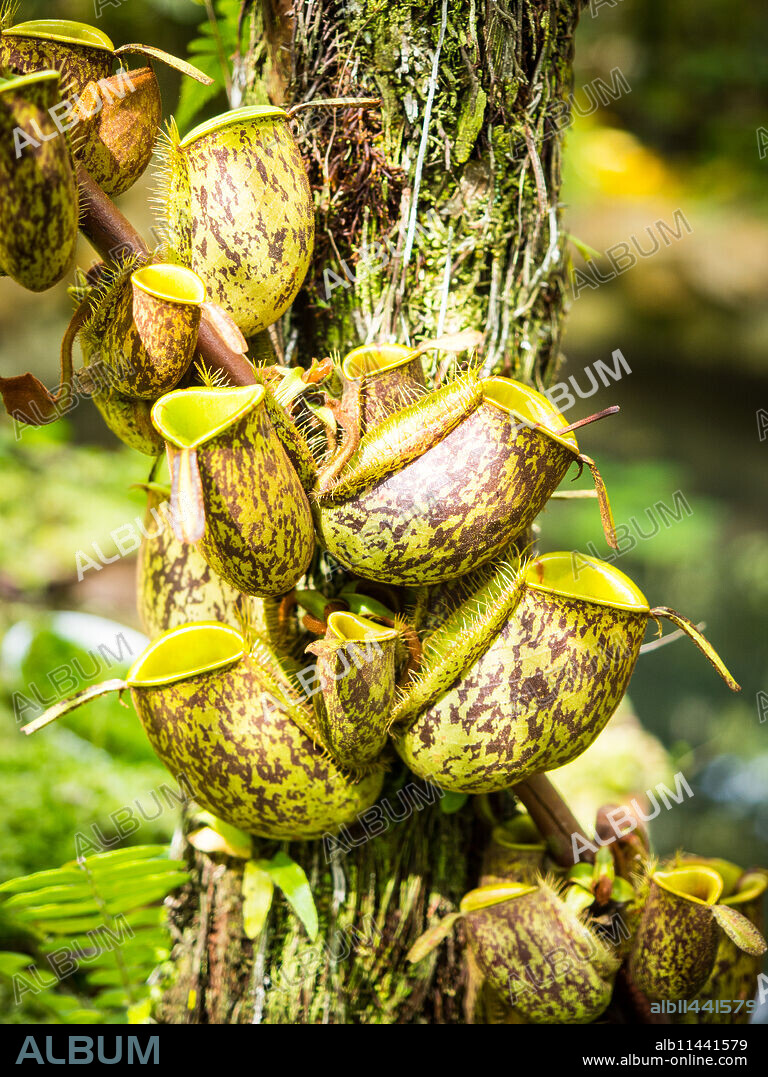 Pitcher plant, Penang Hill, Penang, Malaysia, Southeast Asia, Asia.