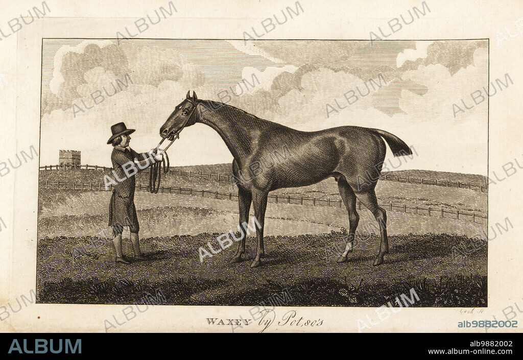 Groom with thoroughbred racehorse Waxey by Pot80s. Owned by Sir Ferdinand Poole. Copperplate engraving by Cook after a painting by John Nost Sartorius Jr. from The Sporting Magazine, or Monthly Calendar of the Transactions of the Turf and the Chace, John Wheble, London, 1795.