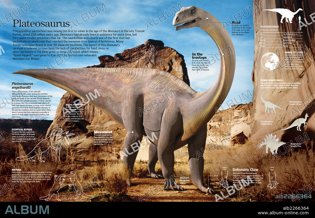 Plateosaurus. Infografía del dinosaurio Plateosaurus; el primer dinosaurio herbívoro que vivió en el período Triásico.