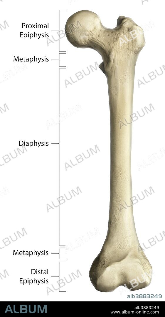 Gross anatomy of a long bone, using a femur with annotations.