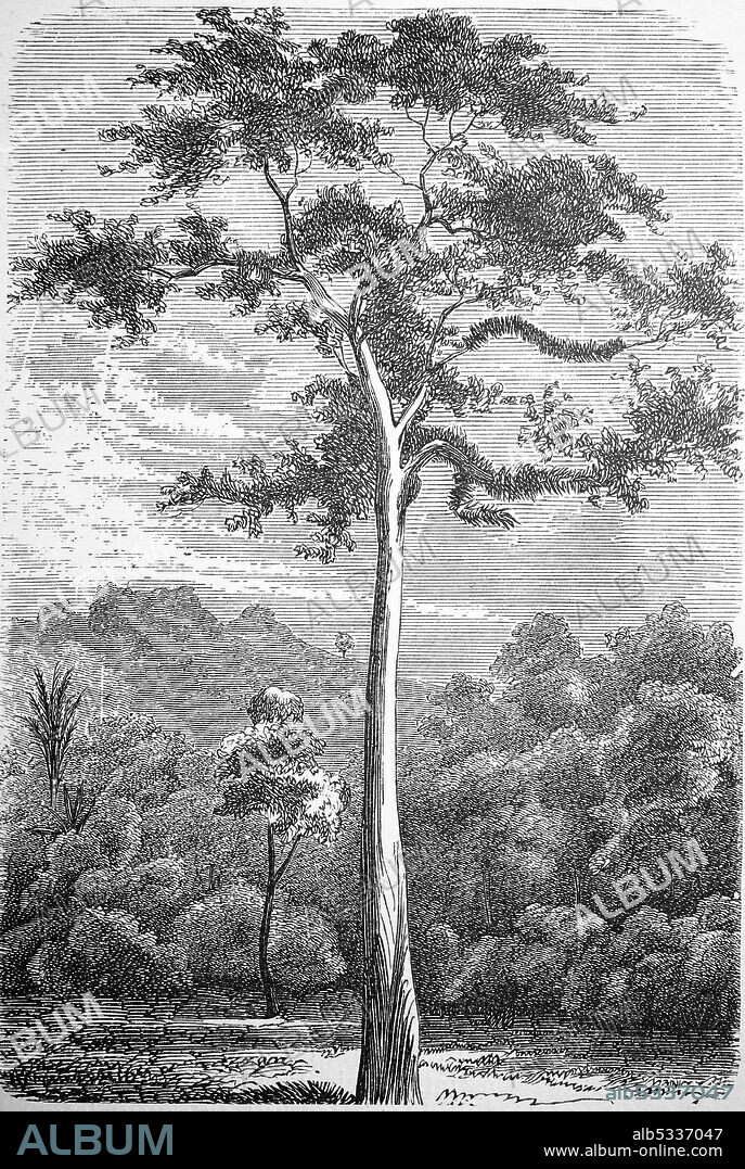 Upas tree, Antiaris toxicaria, also Javanese poison tree, Borneo tree, Java poison tree, Ipo tree as well as Antiar tree  /  Upasbaum, Antiaris toxicaria, auch Javanischer Giftbaum, Borneobaum, Javagiftbaum, Ipobaum sowie Antiarbaum, Historisch, historical, digital improved reproduction of an original from the 19th century / digitale Reproduktion einer Originalvorlage aus dem 19. Jahrhundert,.
