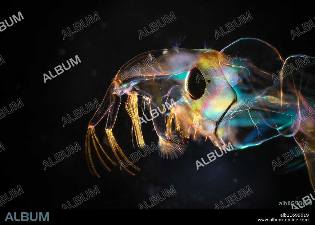 Polarised light micrograph of the head and neck region of a phantom midge (Chaoborus sp.) larva, revealing a vibrant display of glowing muscle fibres. The birefringence of the larva’s tissues causes the muscle fibres to shine in an array of colours, highlighting their structure and alignment. Its prehensile antennae are clearly visible, curled and ready to grasp prey, adding to the larva’s predatory capabilities. The intricate details of the head, including the delicate mandibles and sensory organs, are brought into focus, while the neck region displays a complex arrangement of fibres connecting its body. The use of polarised light emphasises the translucent beauty and the internal complexity of the phantom midge larva. Magnification: x15 when printed with the longest axis at 10 centimetres long.