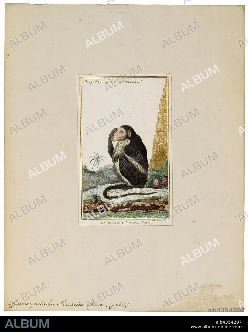 Cynocephalus porcarius, Print, The Philippine flying lemur or Philippine colugo (Cynocephalus volans), known locally as kagwang, is one of two species of colugo or "flying lemurs". It is monotypic of its genus. Although called a flying lemur, it cannot fly and is not a lemur. Instead, it glides as it leaps among trees., 1798-1803.