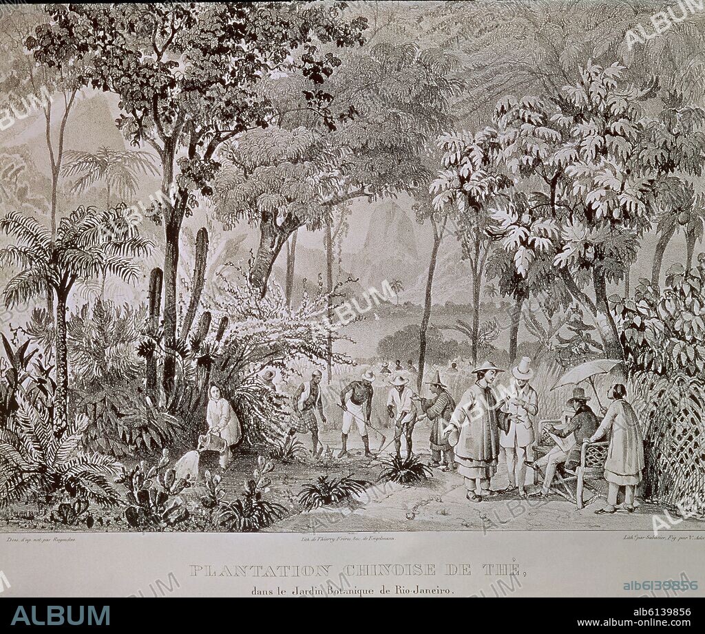 GRABADO-PLANTACION CHINA DE TE EN EN EL JARDIN BOTANICO DE RIO DE JANEIRO.