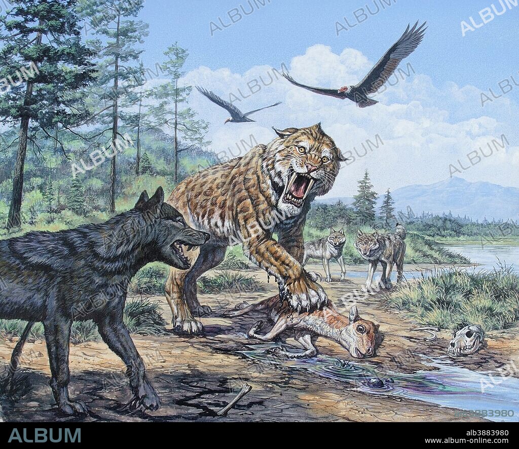 A pack of Canis dirus wolves approach a Smilodon saber-toothed cat and its bison calf prey at La Brea Tar Pits, California, during the Pleistocene Epoch (Ice Age) of North America.