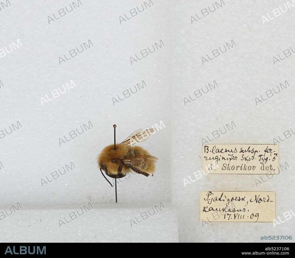 Pyatigorsk, Nord-kaukasus, Stavropol'skiy, Russia, Bombus (Laesobombus) laesus ferruginifer Skorikov, Animalia, Arthropoda, Insecta, Hymenoptera, Apidae, Apinae.