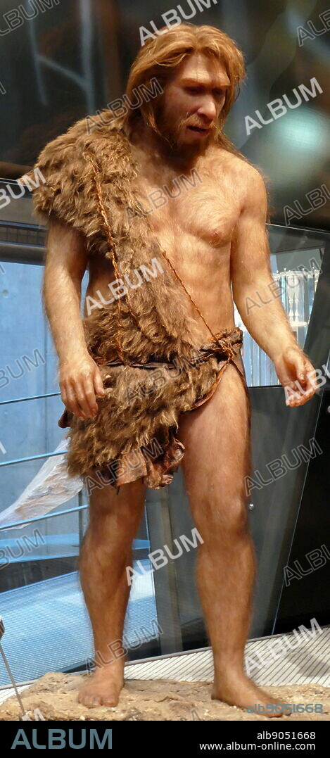 HOMO NEANDERTHALENSIS, The Neanderthals lived in Europe and the Near East between 200,000 and 30,000 years ago. They were a species similar to ours, though we are not directly related to them. They grew to almost 170 cm tall and were extremely strong. Their cranial capacity was some 7,500 cm3, more than ours, which is 7,350 cm3, though this does not mean they were more intelligent than us. Their braincases were long and flat, and their noses and mouths projected forwards. Sapiens and Neanderthals occupied the same territory until the Neanderthals eventually became extinct. Sculpture by Elisabeth Daynes.