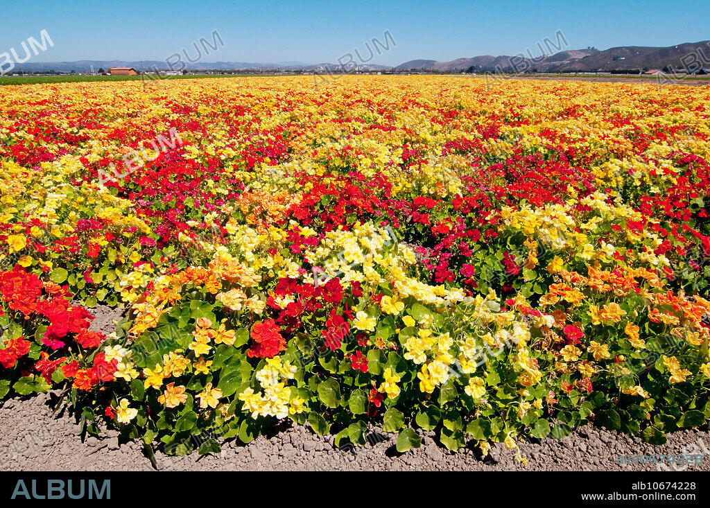 Nasturtiums (Tropaeolum majus), Santa Maria Valley, California. These flowers are being grown for seed in an area near Lompoc, California, that was renowned for its seed crops in previous years. Vegetable crops have taken their place and now one sees mostly fields of broccoli, lettuce and celery.