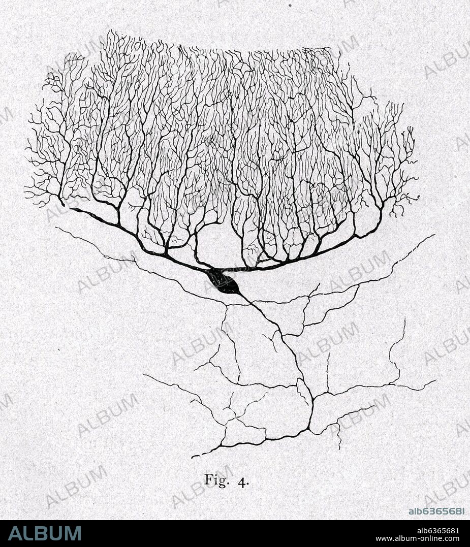 SANTIAGO RAMóN Y CAJAL. CELULA DE PURKINJE DEL CEREBELO - DIBUJO CIENTIFICO - PEDIR AUTORIZACION.