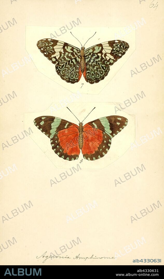 Ageronia, Print, Cracker butterflies are a Neotropical group of medium-sized brush-footed butterfly species of the genus Hamadryas. They acquired their common name due to the unusual way that males produce a "cracking" sound as part of their territorial displays. The most comprehensive work about their ecology and behavior is that of Julian Monge Najera et al. (1998).