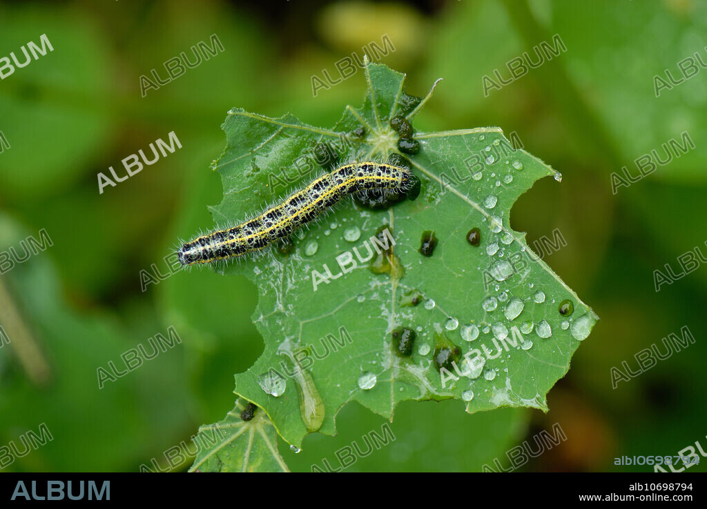 Cabbage white butterfly (Pieris brassicae) caterpillar on a damaged, wet garden nasturtium (Tropaeolum majus) leaf.