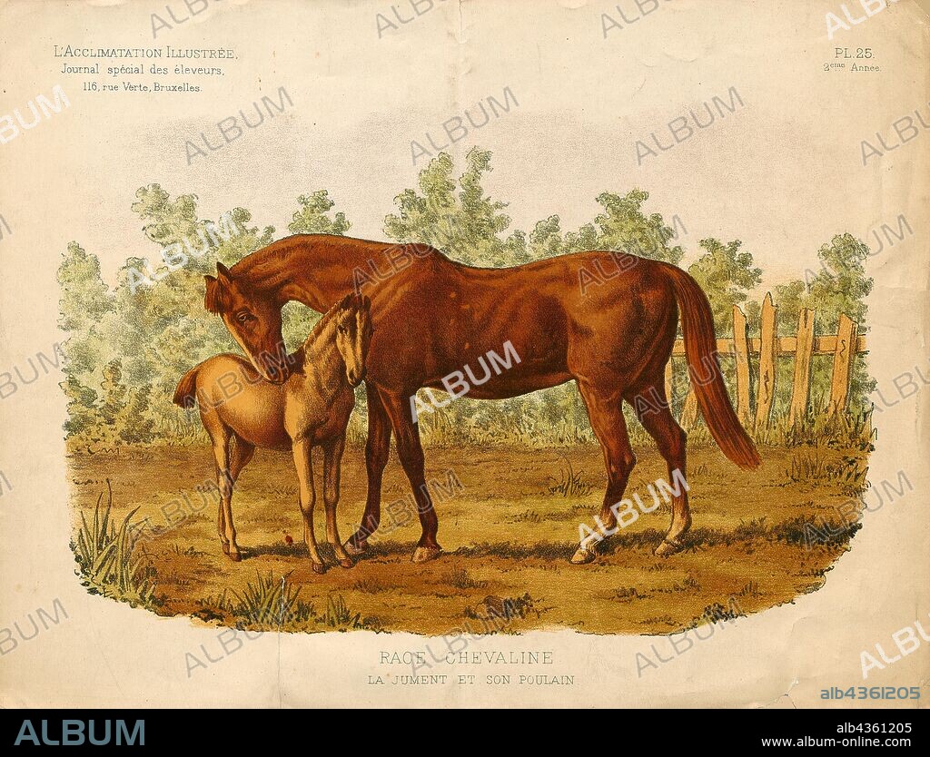Equus caballus, Print, The horse (Equus ferus caballus) is one of two extant subspecies of Equus ferus. It is an odd-toed ungulate mammal belonging to the taxonomic family Equidae. The horse has evolved over the past 45 to 55 million years from a small multi-toed creature, Eohippus, into the large, single-toed animal of today. Humans began domesticating horses around 4000 BC, and their domestication is believed to have been widespread by 3000 BC. Horses in the subspecies caballus are domesticated, although some domesticated populations live in the wild as feral horses. These feral populations are not true wild horses, as this term is used to describe horses that have never been domesticated, such as the endangered Przewalski's horse, a separate subspecies, and the only remaining true wild horse. There is an extensive, specialized vocabulary used to describe equine-related concepts, covering everything from anatomy to life stages, size, colors, markings, breeds, locomotion, and behavior., 1881-1889.