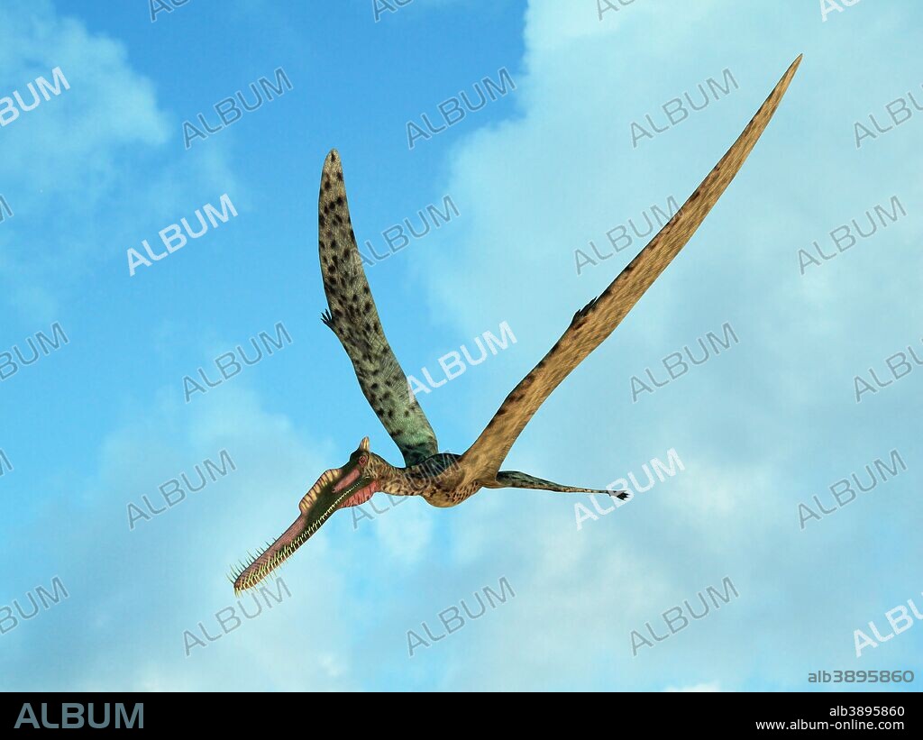 Zhenyuanopterus is the genus of a moderately large pterosaur with a wingspan of about 12 feet and weight of about 50 pounds. Known for its long needle-like teeth, this flying reptile soared in the skies of Early Cretaceous China about 125 million years ago and likely fed upon fish.
