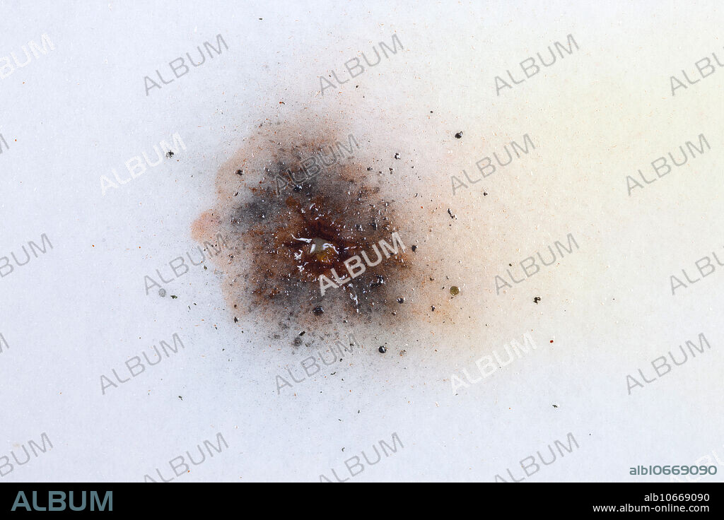 Sodium Rhodizonate Reacting