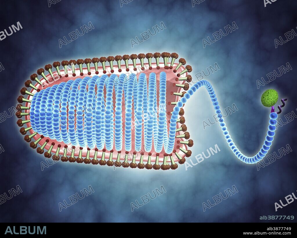 Conceptual image of lyssavirus. Lyssavirus is a genus of viruses belonging to the family Rhabdoviridae. This group of RNA viruses includes the rabies virus traditionally associated with the disease.