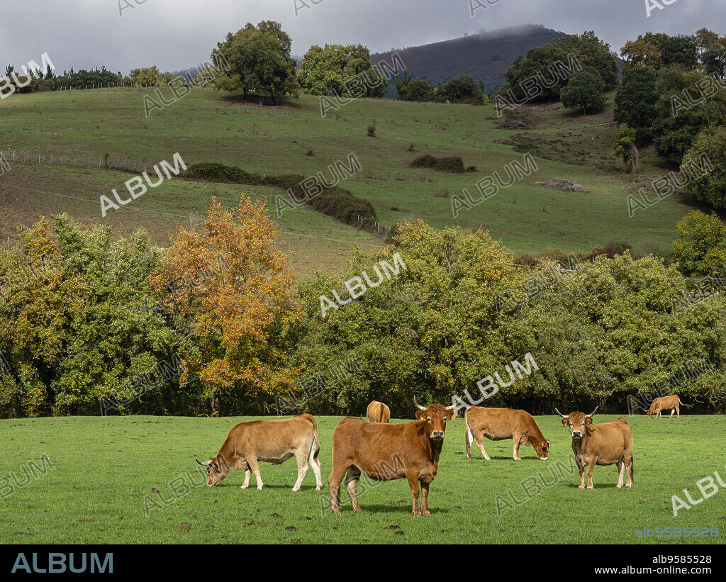rebaño de vacas pastando, Artziniega, Alava, Pais Vasco, Spain.