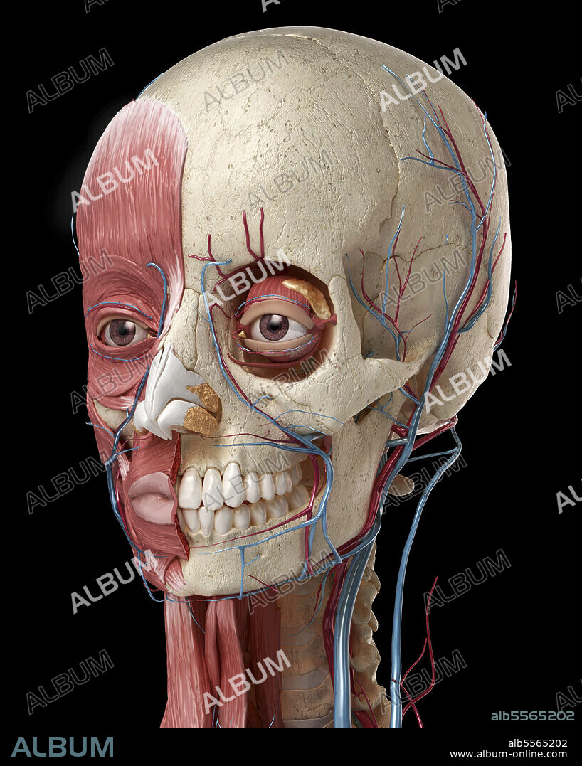 Human anatomy of head with skull, eye bulbs, blood vessels and muscles. 3D illustration on black background.
