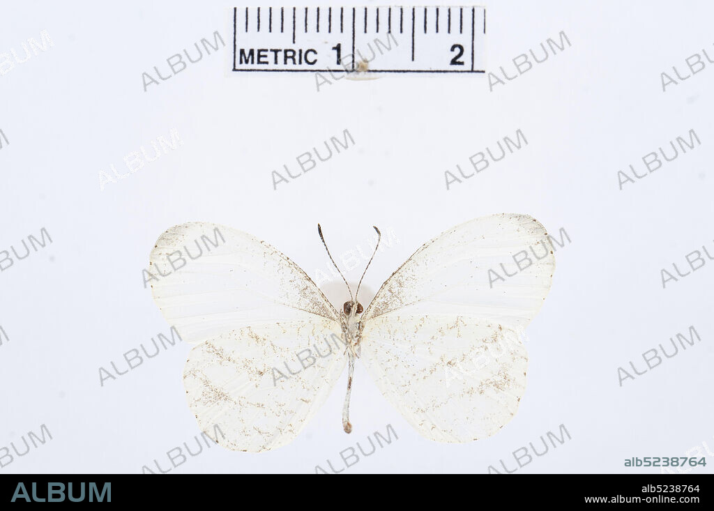 Pinned, Leptosia nupta, Animalia, Arthropoda, Hexapoda, Insecta, Lepidoptera, Pieridae, Pierinae.