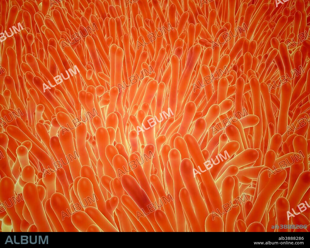 Microscopic view of intestinal villi which can be found inside of the small intestine.