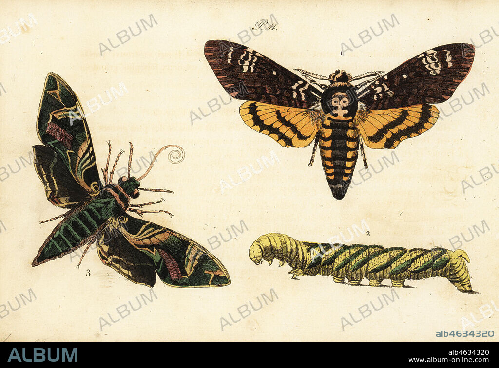 African death's head hawkmoth and larva, Acherontia atropos 1,2, and oleander hawk-moth, Daphnis nerii 3. Sphinx tete de mort, chenille, Sphinx du laurier-rose. Handcoloured lithograph from Musee du Naturaliste dedie a la Jeunesse, Histoire des Papillons, Hippolyte and Polydor Pauquet, Paris, 1833.