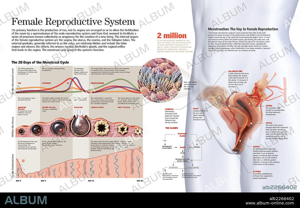 sistema reproductor femenino. Infografía del sistema reproductor femenino y del ciclo menstrual.