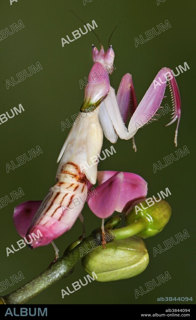 Orchid mantis, Hymenopus coronatus, juvenile on orchid. One of the most perfect camouflage in the animal world. Indonesia.