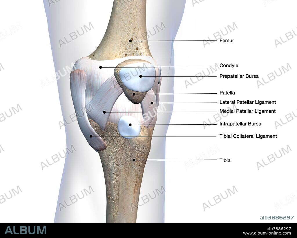 Knee joint bone and connective tissue, labeled on white background.