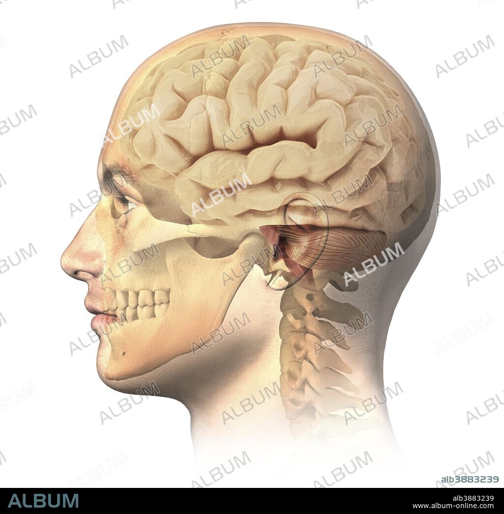 Anatomy of human head with skull and brain superimposed, side view.