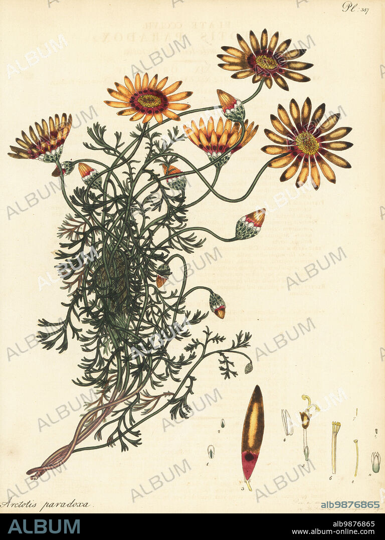 Ursinia speciosa. Chamomile-leaved arctotis, Arctotis paradoxa. Cape of Good Hope, South Africa, introduced by Scottish plant hunter Francis Masson. Copperplate engraving drawn, engraved and hand-coloured by Henry Andrews from his Botanical Register, Volume 5, self-published in Knightsbridge, London, 1804.